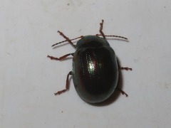 Chrysolina americana