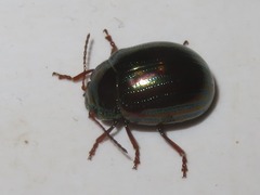 Chrysolina americana