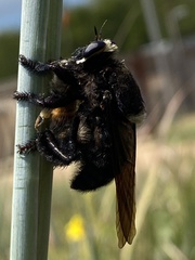 Mallophora leschenaulti