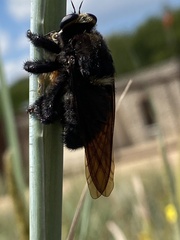 Mallophora leschenaulti