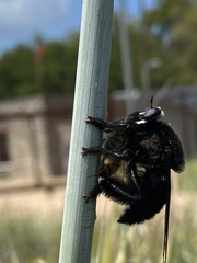 Mallophora leschenaulti