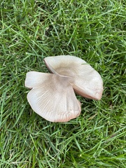 Agaricus leptocaulis