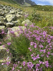 Chamaenerion colchicum