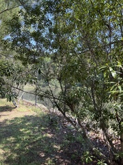 Vaccinium elliottii
