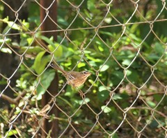 Cercotrichas leucophrys