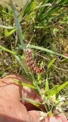 Erebidae