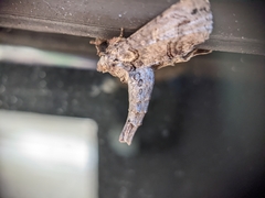 Paectes abrostoloides