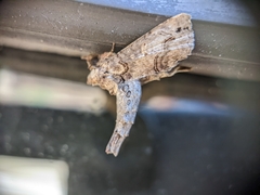 Paectes abrostoloides