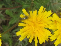 Lasioglossum leucozonium