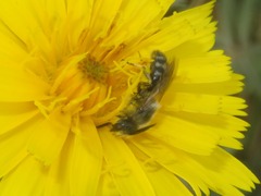 Lasioglossum leucozonium