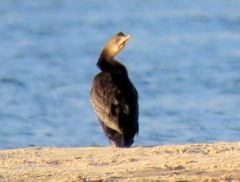 Microcarbo africanus africanus