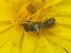 Lasioglossum leucozonium