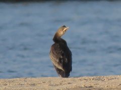 Microcarbo africanus africanus