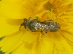 Lasioglossum leucozonium