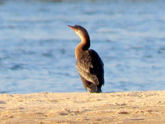 Microcarbo africanus africanus