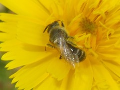 Lasioglossum leucozonium