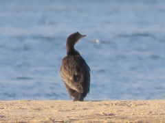 Microcarbo africanus africanus