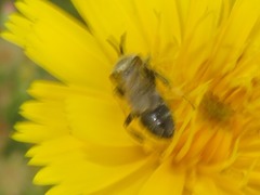 Lasioglossum leucozonium