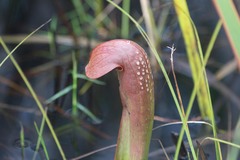 Sarracenia minor