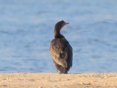 Microcarbo africanus africanus