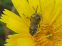 Lasioglossum leucozonium