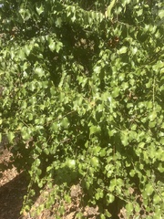 Prunus ilicifolia