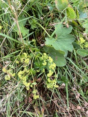 Alchemilla vulgaris
