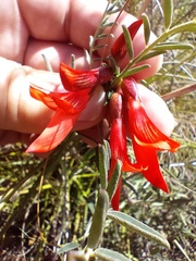 Lessertia frutescens