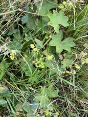 Alchemilla vulgaris