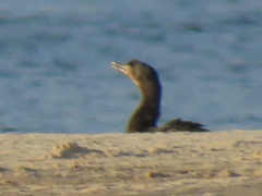 Microcarbo africanus africanus