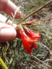 Lessertia frutescens