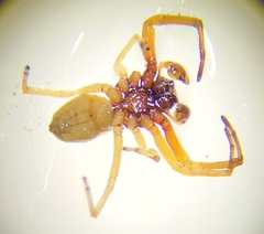 Trachelas tranquillus