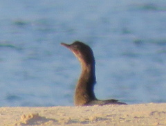 Microcarbo africanus africanus