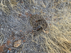 Crotalus oreganus helleri