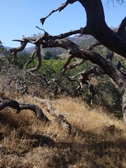 Quercus × macdonaldii