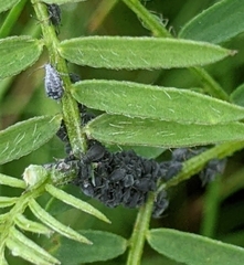 Aphis