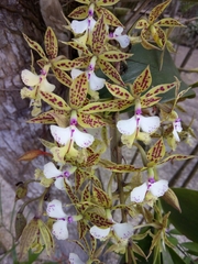 Epidendrum stamfordianum