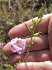 Agalinis heterophylla