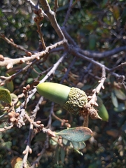 Quercus douglasii