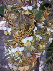 Epidendrum stamfordianum