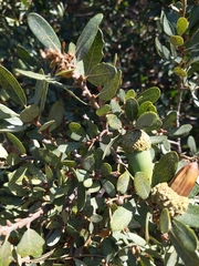 Quercus douglasii