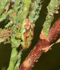 Coniatus repandus