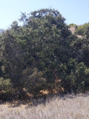 Quercus douglasii
