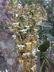 Epidendrum stamfordianum