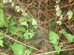 Fallopia dumetorum