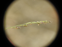 Cleistogenes serotina