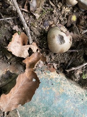 Scleroderma areolatum