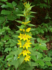 Lysimachia punctata