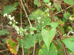 Fallopia dumetorum