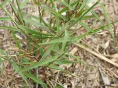 Cleistogenes serotina